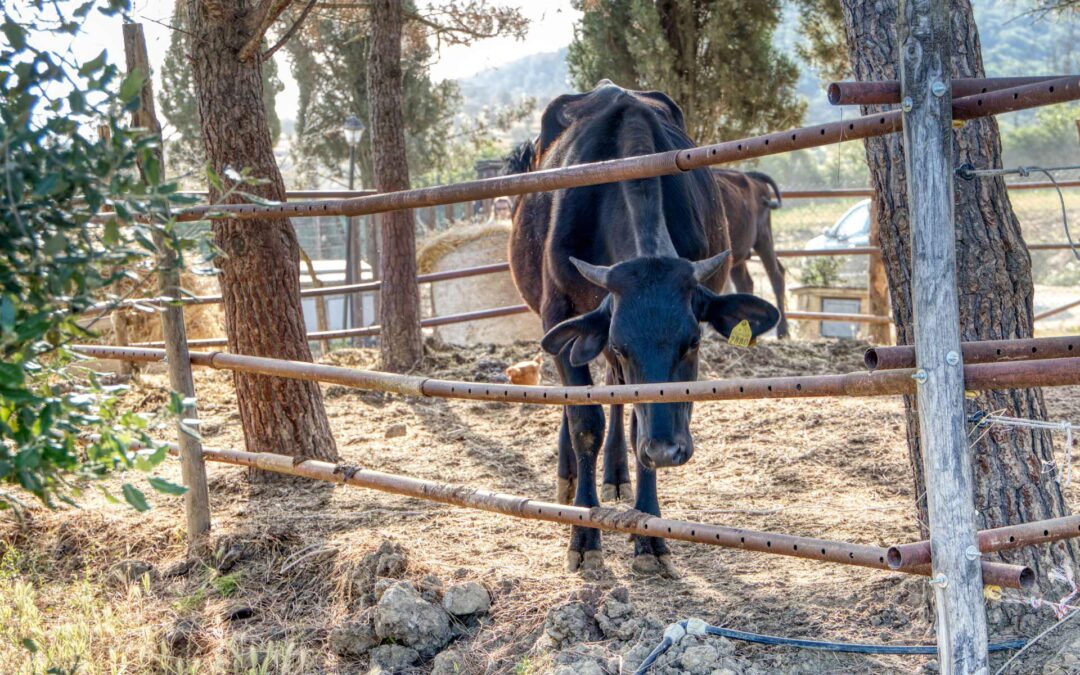 Educational Farm