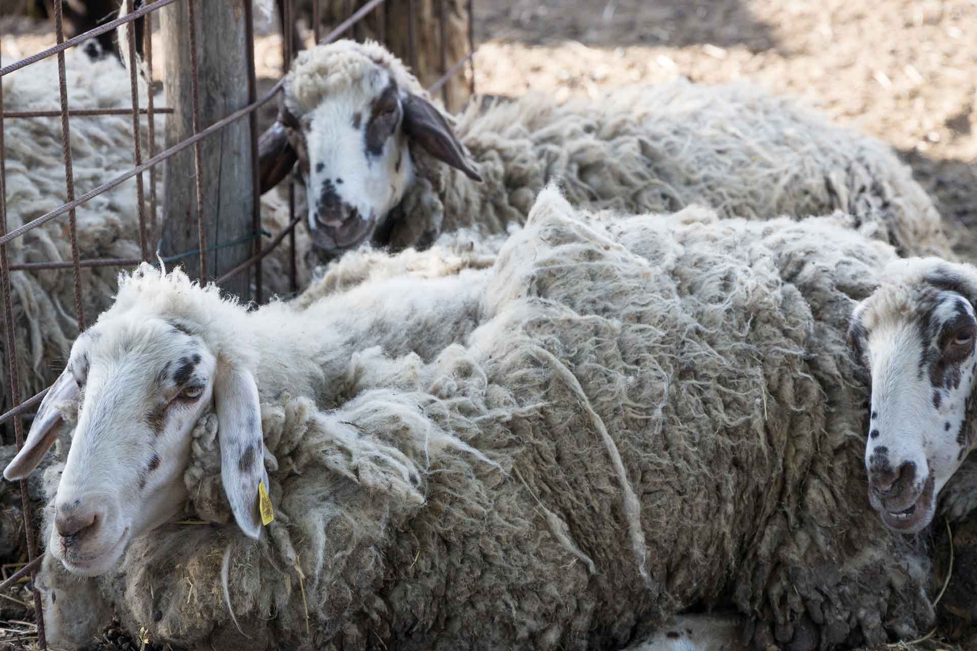 fattoria didattica la casa di campagna umbria