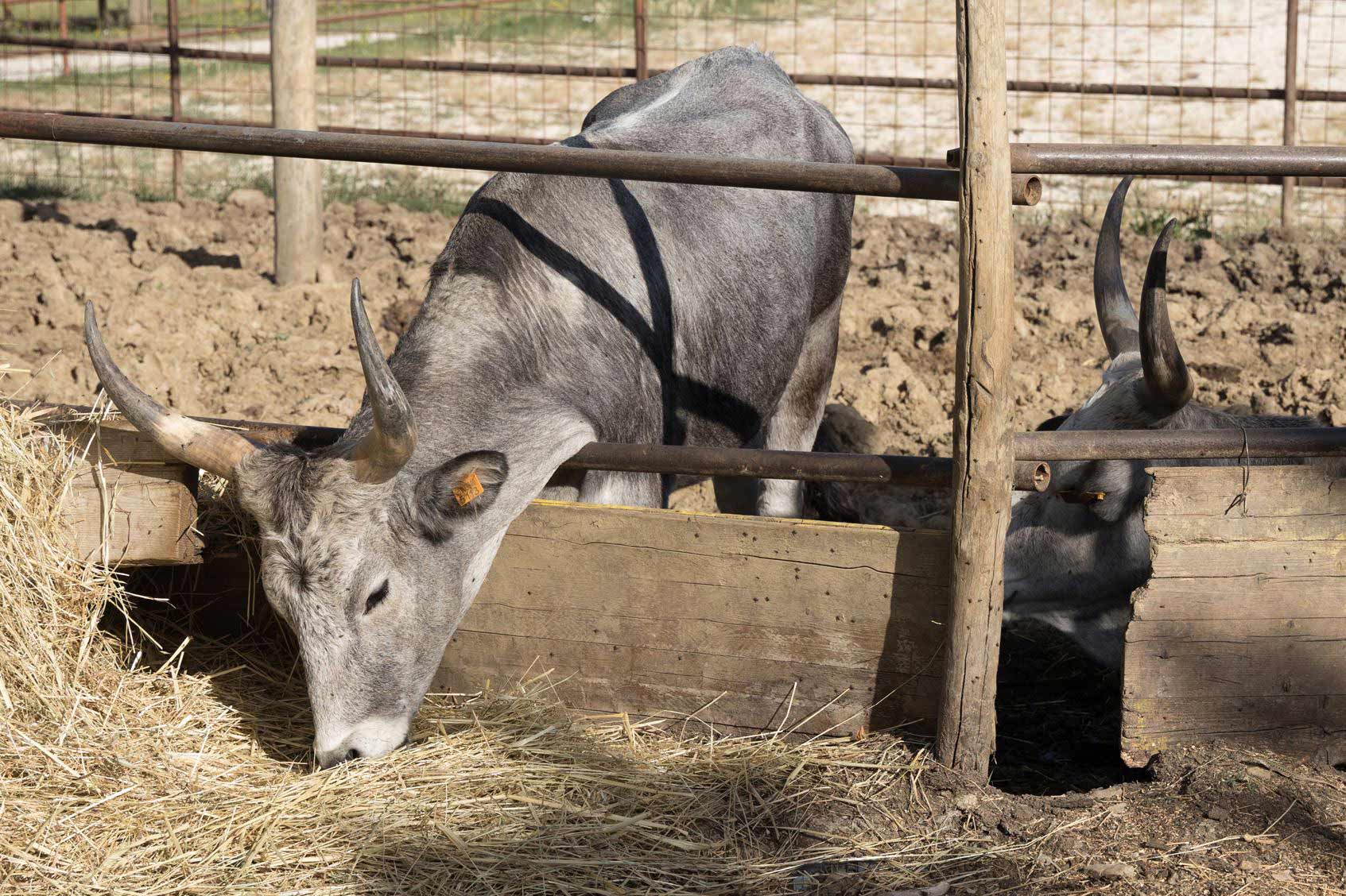 fattoria didattica la casa di campagna umbria